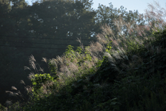 朝陽を浴びるススキ