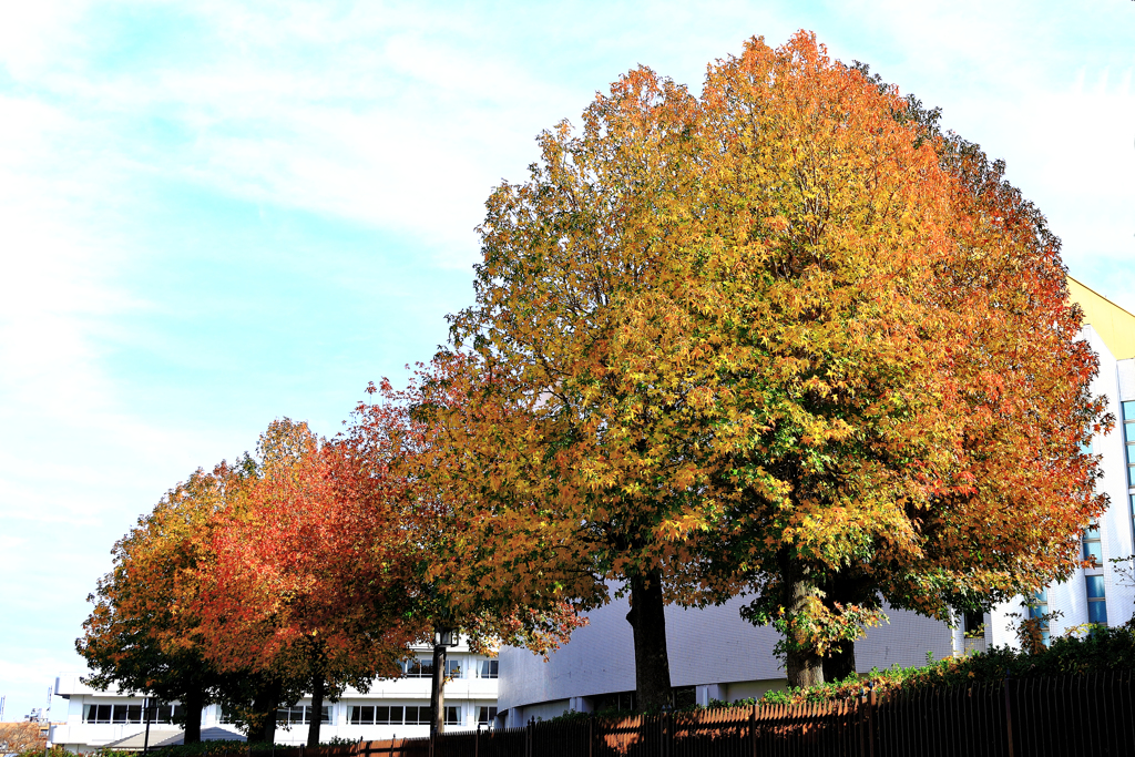 大学の紅葉
