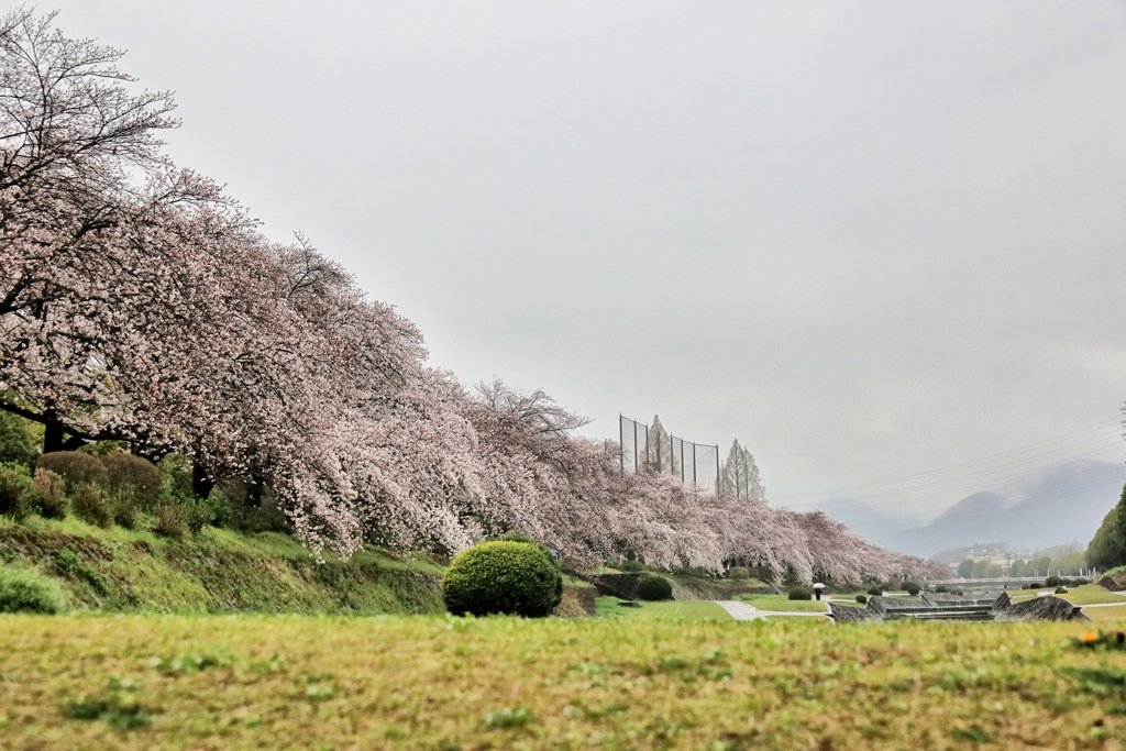 秦野市カルチャーパークの桜並木