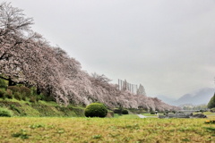 秦野市カルチャーパークの桜並木