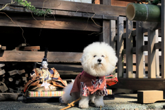 座間神社の春よこい　ひなまつり。
