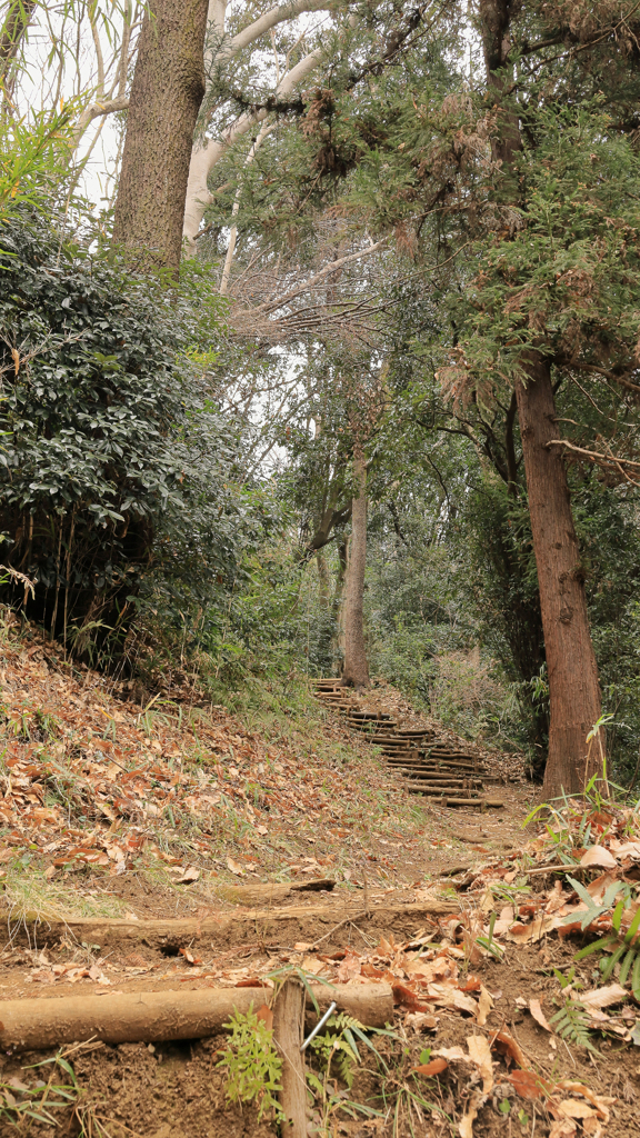 獣道に似た山道
