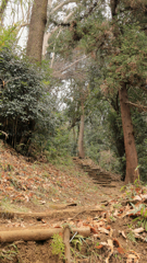 獣道に似た山道