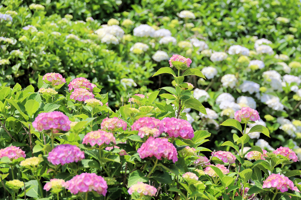 紫陽花畑