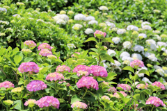 紫陽花畑