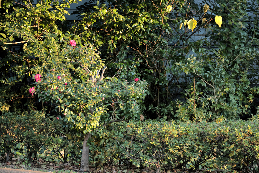 真西を向く山茶花