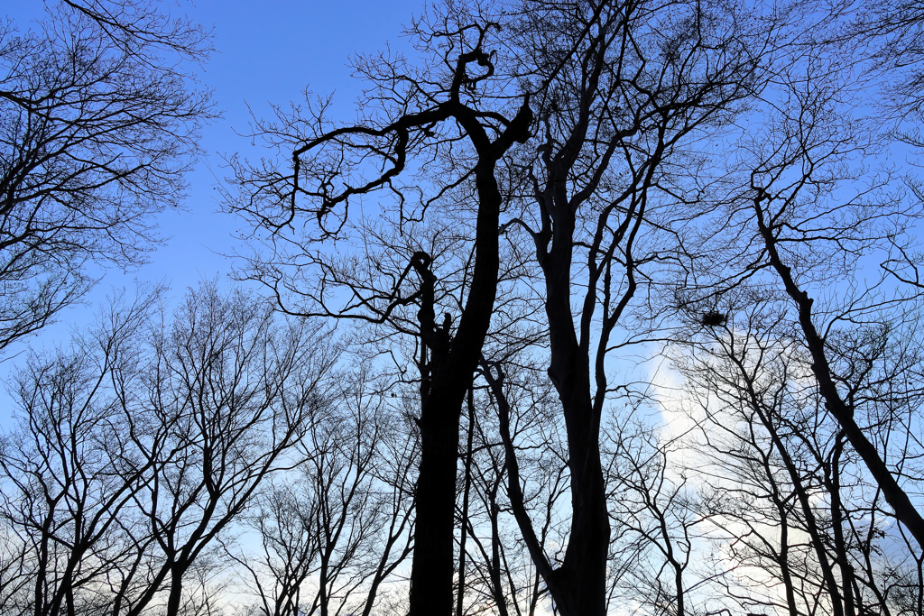 見上げるとくねっと曲がって