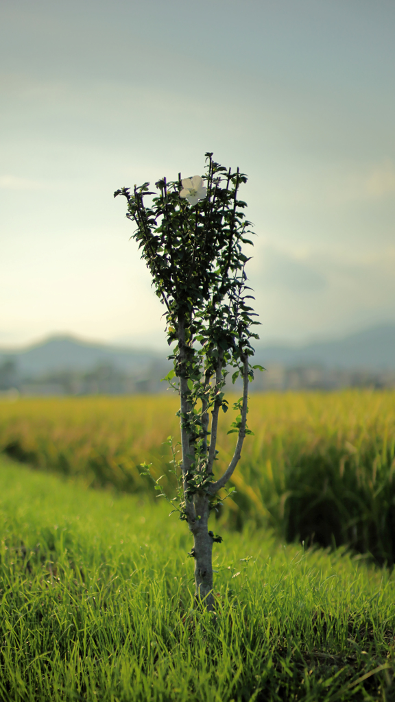 ムクゲの一本木