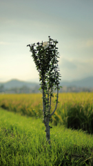 ムクゲの一本木