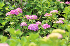 紫陽花畑