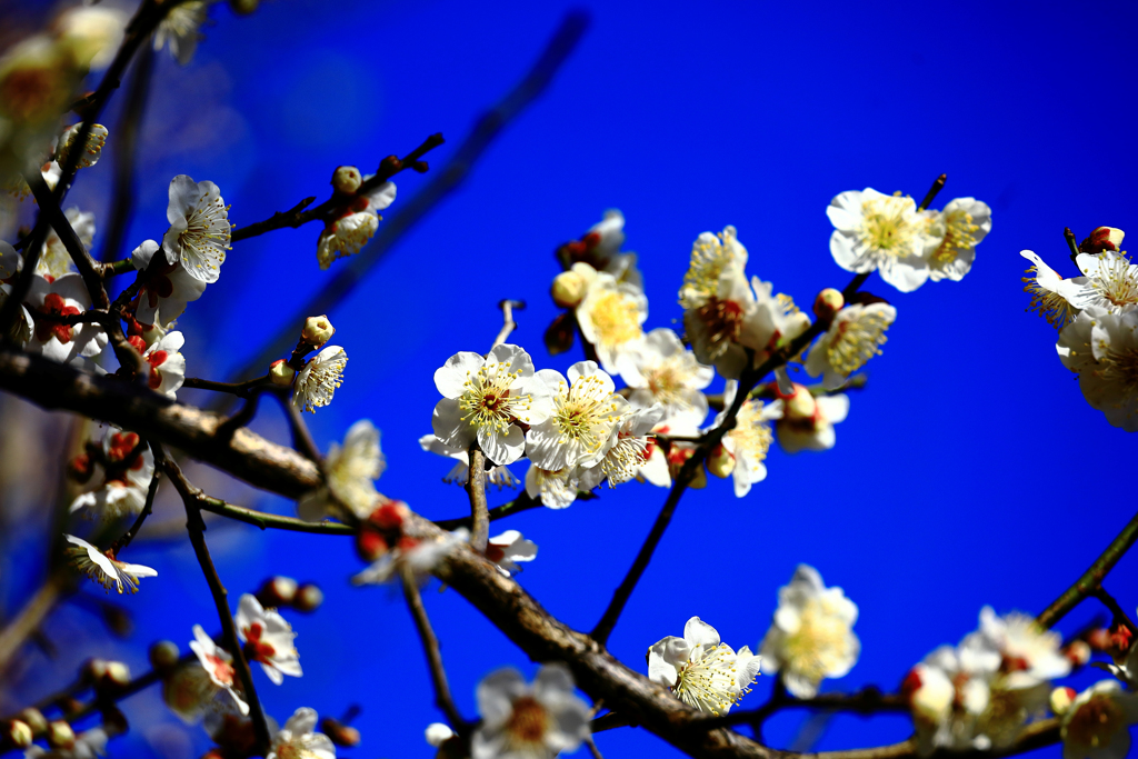 白梅と青空