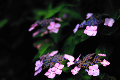 小出川沿いの紫陽花