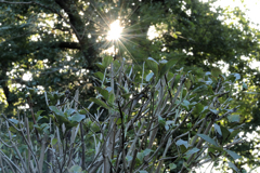 陽を見上げる紫陽花