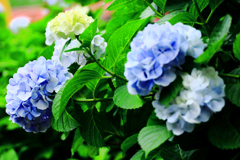 矢名薬師の紫陽花