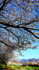 遊歩道に被さる桜