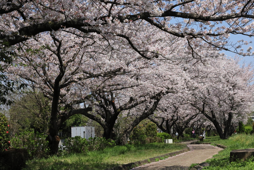 伊勢原下落合の桜