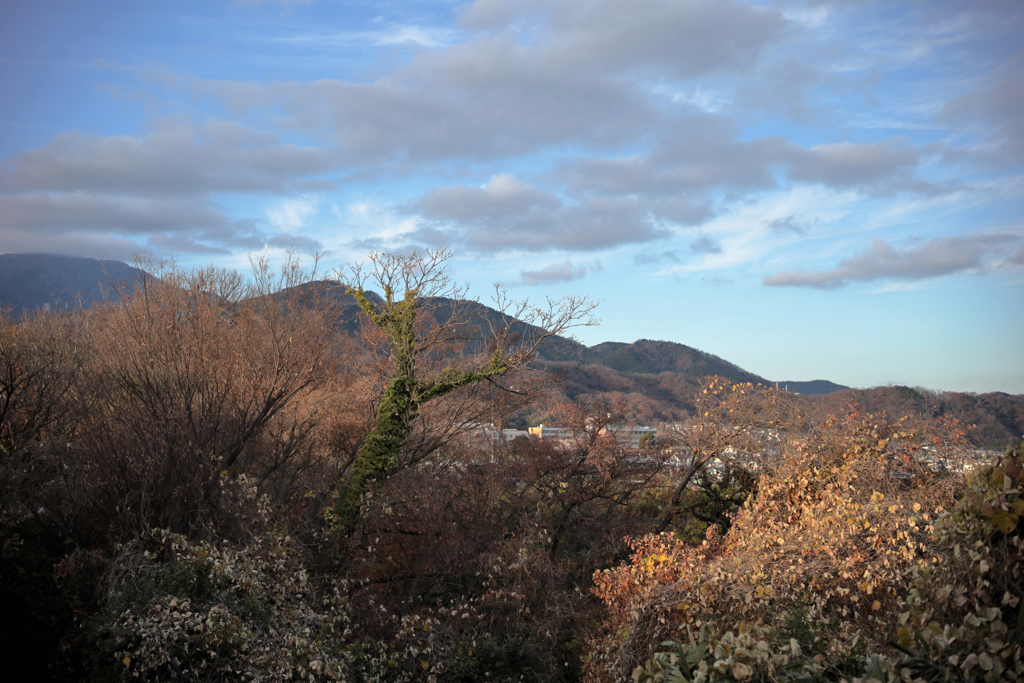 蔦が絡む古木
