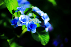 丸い紫陽花