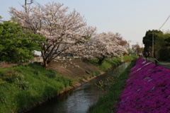 渋田川の芝桜