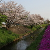 渋田川の芝桜