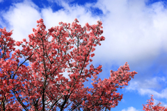 平和橋付近のおかめ桜
