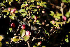 山茶花のつぼみたち