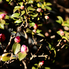 山茶花のつぼみたち