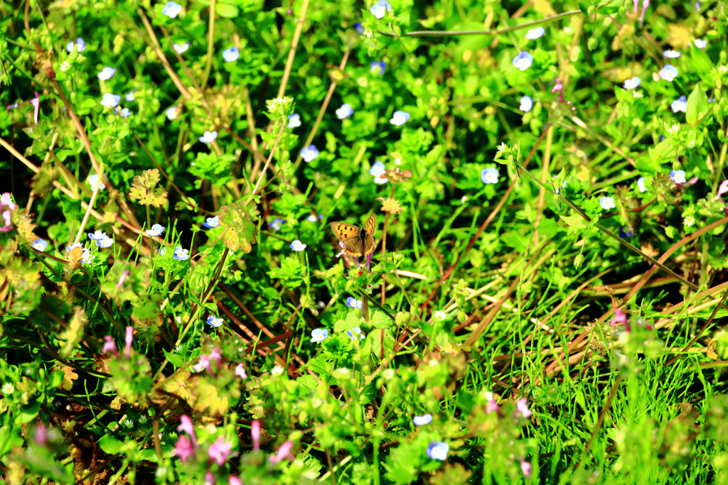 ベニシジミとオオイヌノフグリ