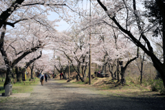 馬場道の春