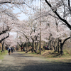 馬場道の春