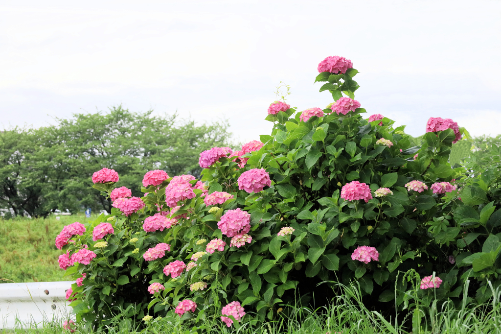 雨の中の赤い紫陽花