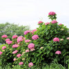 雨の中の赤い紫陽花
