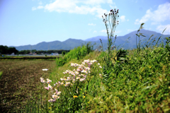 讃えられるキツネアザミ