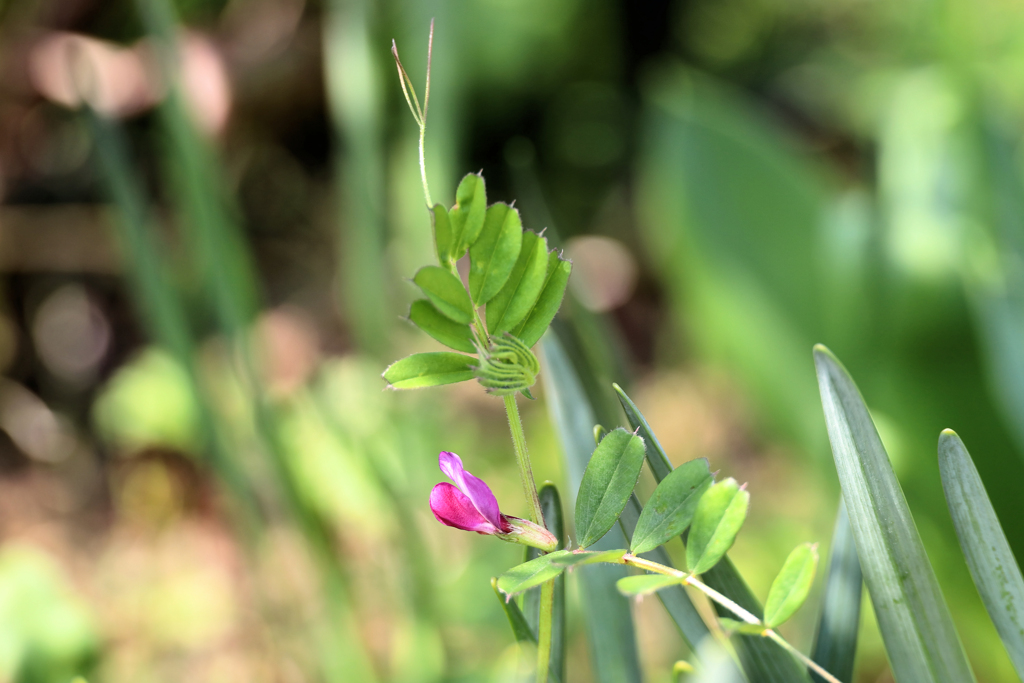 カラスノエンドウ