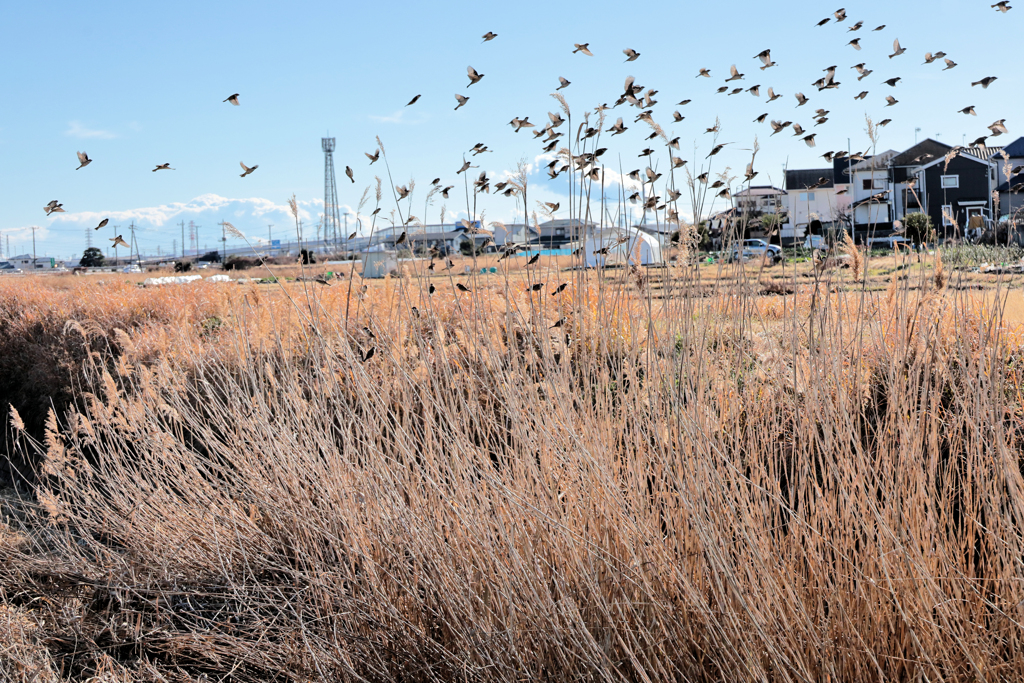 飛び立つスズメ