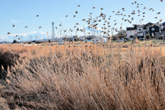 飛び立つスズメ
