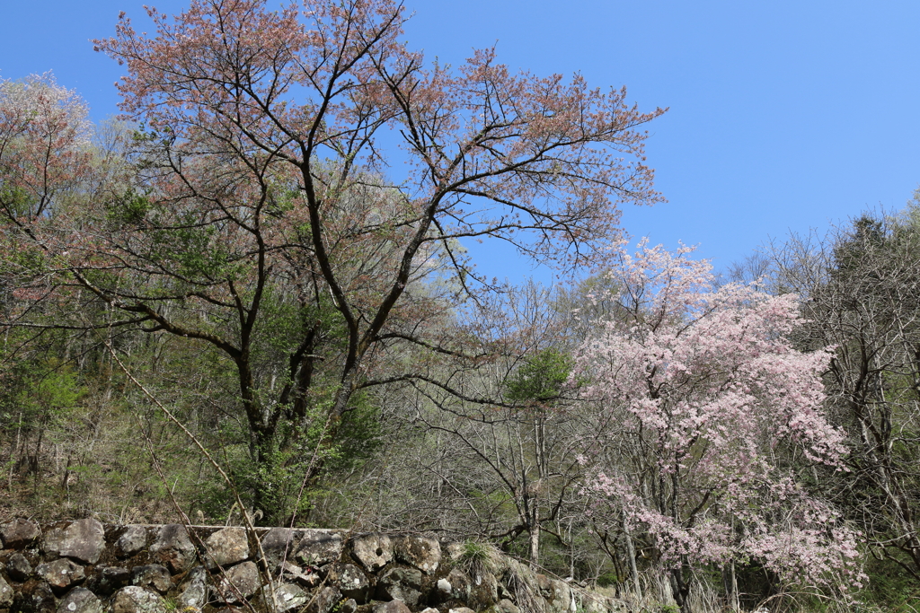 奥多摩へ向かう山道の桜　山肌