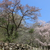 奥多摩へ向かう山道の桜　山肌