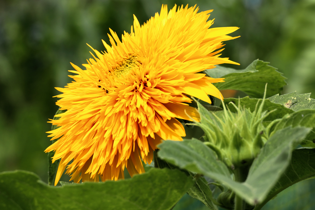 東北八重ひまわり
