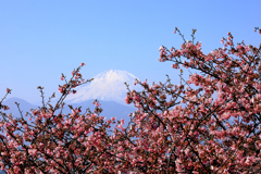 初春の河津桜と富士山
