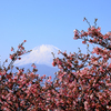 初春の河津桜と富士山