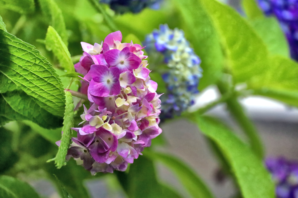 雨の紫陽花