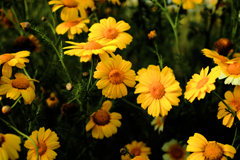 アラゲシュンギク