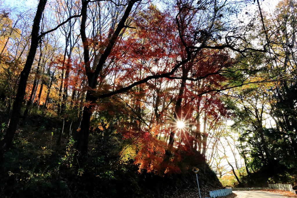 木々の合間から朝日
