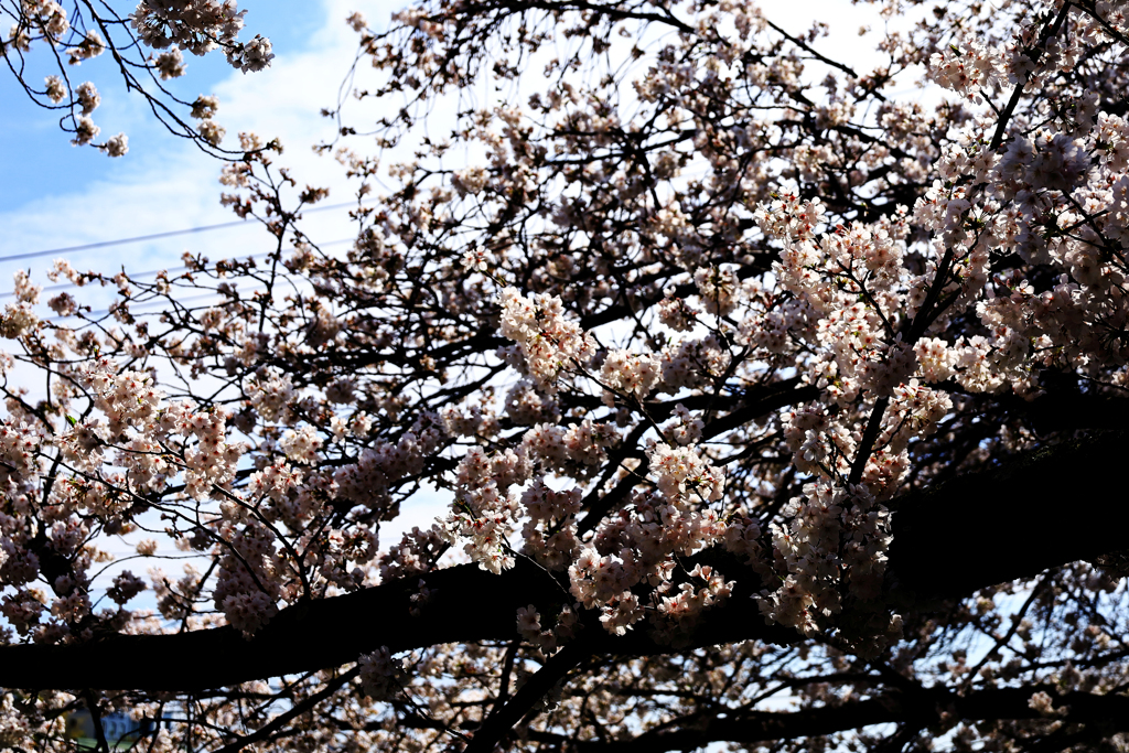 陽が当たる桜