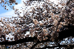 陽が当たる桜