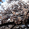 陽が当たる桜