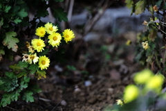 黄色の野路菊（のじぎく）