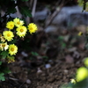 黄色の野路菊（のじぎく）