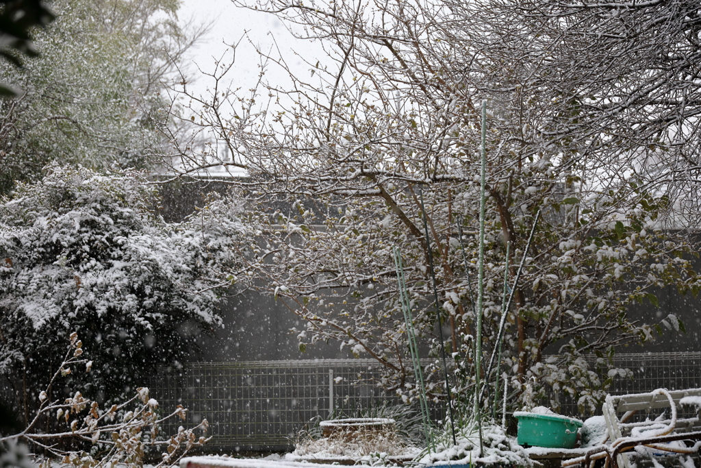 初雪　庭先を